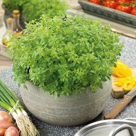 Eden Brothers Basil Seeds - Minette Compact Greek Non-GMO Seeds for Planting, Packet | Low-Maintenance Herb Seeds, Plant During Spring Season, Zones 10, 3, 4, 5, 6, 7, 8, 9