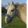 Rhinegold Star Spangled Headcollar & Rope Set,turquoise