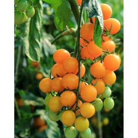 SCARBOROUGH SEEDS Gold Nugget Cherry Tomato Seeds 100 SEEDS - Non-GMO Yellow