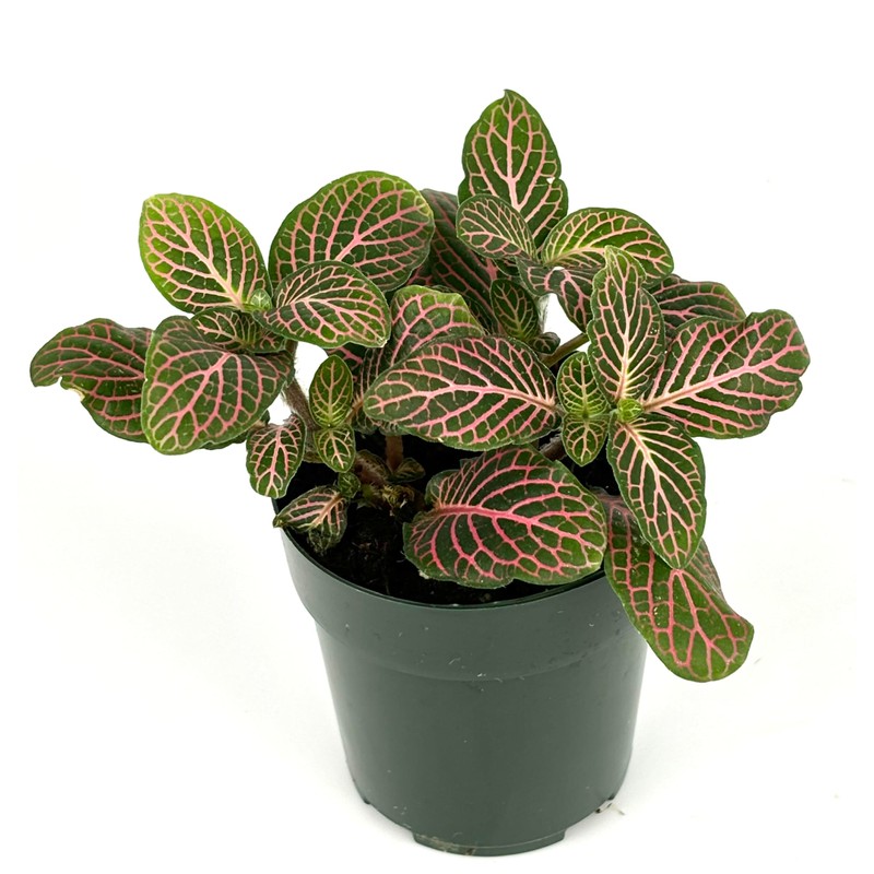 Fittonia Pink Nerve Plant Live Potted Houseplants Air Purifying, 2.5"