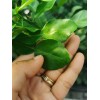 Tree Kaffir Lime Tree (Thai Lime Bush) - 12-15" Tall