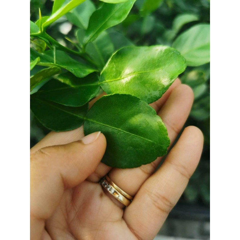 Tree Kaffir Lime Tree (Thai Lime Bush) - 12-15" Tall