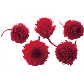 Earth Farms Preserved 千日紅 puriza-budo・heddo (30 Wheel, 50-Pack) # Red do003453 – 321 