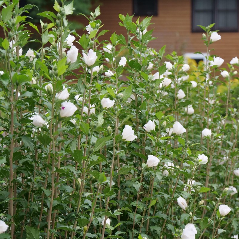 2 Gallon Proven Winners Hibiscus White Pillar Shrub