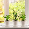 Kingrol 16 Pack Rectangular Plant Drip Trays, Clear Plant Saucers