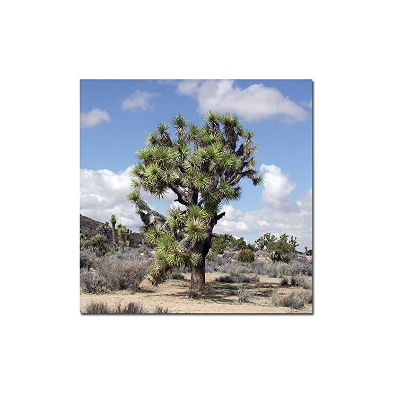 Joshua Tree Incubator Set