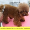 HASHIMOTO Chunkers Dog Grooming Scissors, Dog Shears for Thick Coats,