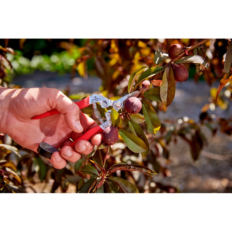 Corona AG 4920SS Short Curved Snip, Stainless Steel