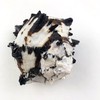 Heyiwell 1PC Black Murex Sea Shells,Large Black Murex Hermit Crab