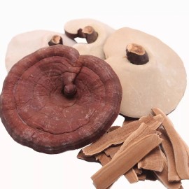 Nature Tea Reishi Mushroom  () - Ganoderma lucidum Loose Slices - 2 oz
