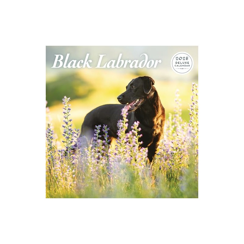Labrador Black 2025 Deluxe Calendar