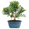 Brussel's Live Harland Boxwood Outdoor Bonsai Tree - 3 Years
