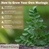 200 Moringa Oleifera Seeds 2 oz. WINGLESS Fresh Organic Semillas
