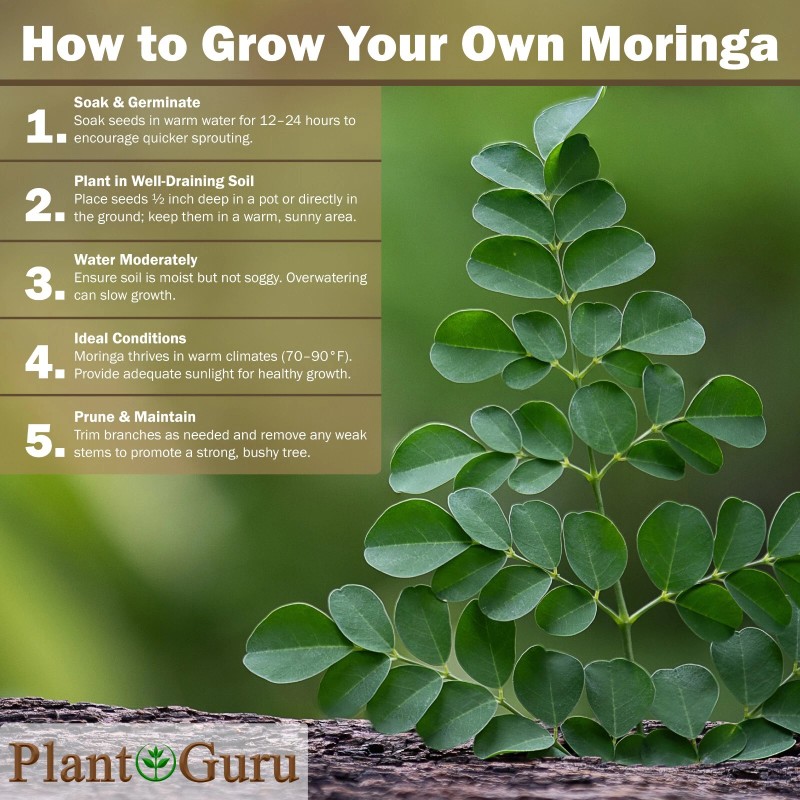 200 Moringa Oleifera Seeds 2 oz. WINGLESS Fresh Organic Semillas