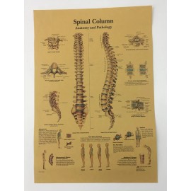 Palace Learning Vintage Medical Poster Anatomy of Human Spine Skeletal System Skeleton Print