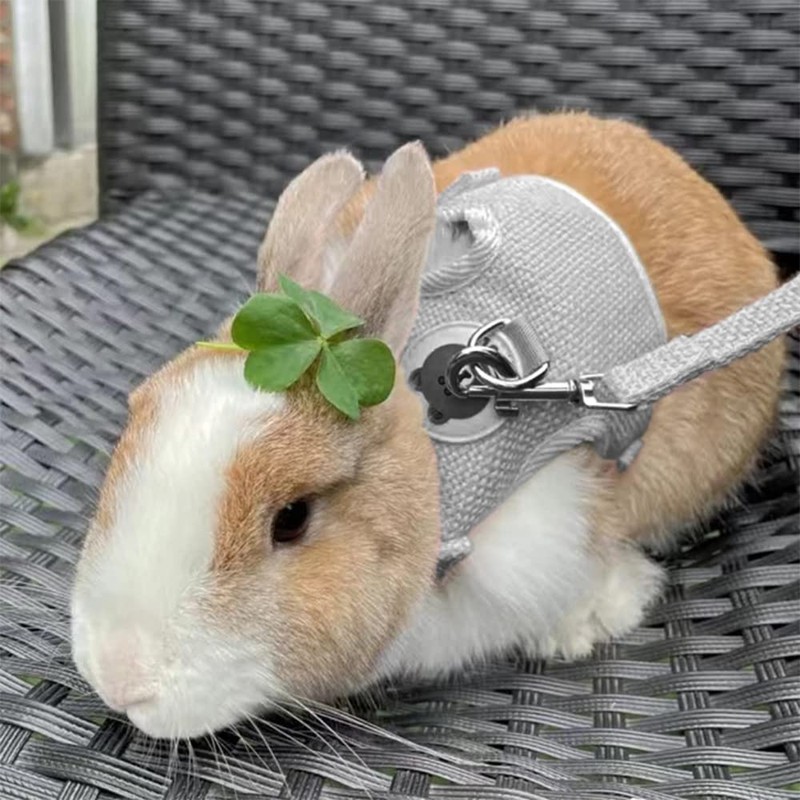 Rabbit Lead, Adjustable Rabbit Lead, Rabbit Accessories, 120 cm Rabbit