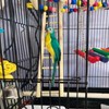 2pcs Birdie Basics Wooden Ladder for Bird Cage Climbing Ladder