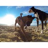 Weiara Dog Harness for Gopro, Soft and Adjustable Dog Harness