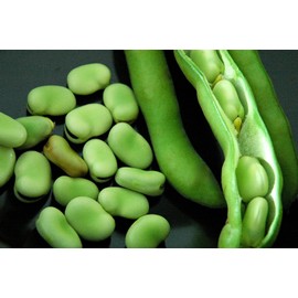 Stereo Bush Broad Fava Bean - 50 Seeds