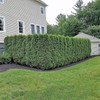 Arborvitae Emerald Green | 3 Live Gallon Size Trees |