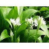 Wild Garlic Ramsons Bear Leek Wild Onion Seeds for Planting