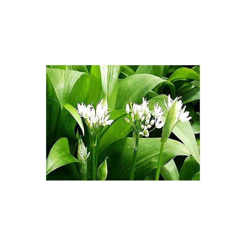 Wild Garlic Ramsons Bear Leek Wild Onion Seeds for Planting
