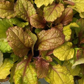 Parrot Paradise Ajuga Bugleweed Groundcover Plant - 1 qt Pot Gold Foliage, Grows 4-6 Inches Tall, Zone 4-9