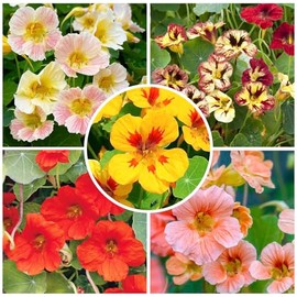 100+ Mix Nasturtium Seeds for Planting-Rare Climbing Flower Attracts Pollinators