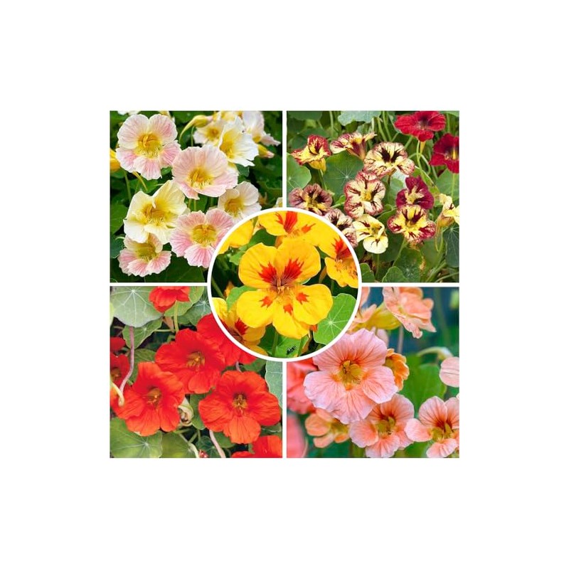 100+ Mix Nasturtium Seeds for Planting-Rare Climbing Flower Attracts Pollinators
