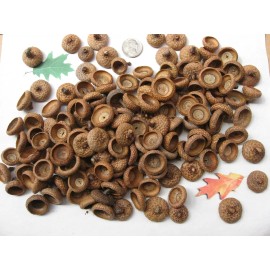 Red Oak 150 Natural Red Oak Acorn caps. APPROX. SIZE NICKLE & LESS - Clean. Grade A