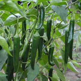 Richie’s Growth Market Serrano Pepper Seeds, Productive Plant, Hot Pepper, Non-GMO, Free Shipping - 50 Seeds