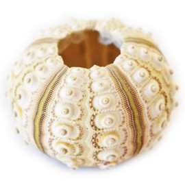 1 Sputnik Sea Urchin Shells 2" Beach Crafts Ocean Arts Coastal Nautical Decor Air Plants