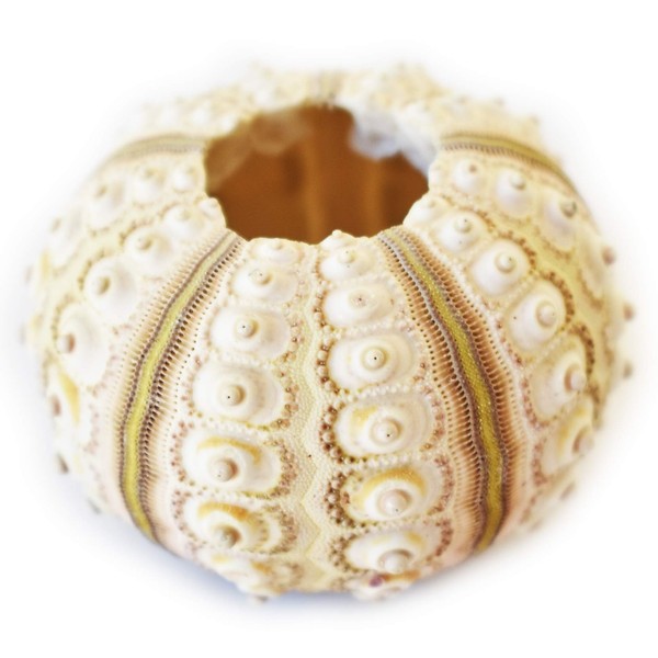 1 Sputnik Sea Urchin Shells 2" Beach Crafts Ocean Arts