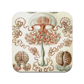 Cork Coaster - Meduse Engraved "Old Biology" 1 Unit (95x95mm)