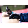 HAZET 1961R-3 180 mm Sheet Metal Profile Snips - Multi-Colour