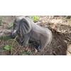 Wudimals - 40453 - Wild Animals, Elephant, Wood, Hand Carved,