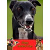 Greyhound Dog Mothers Day Card