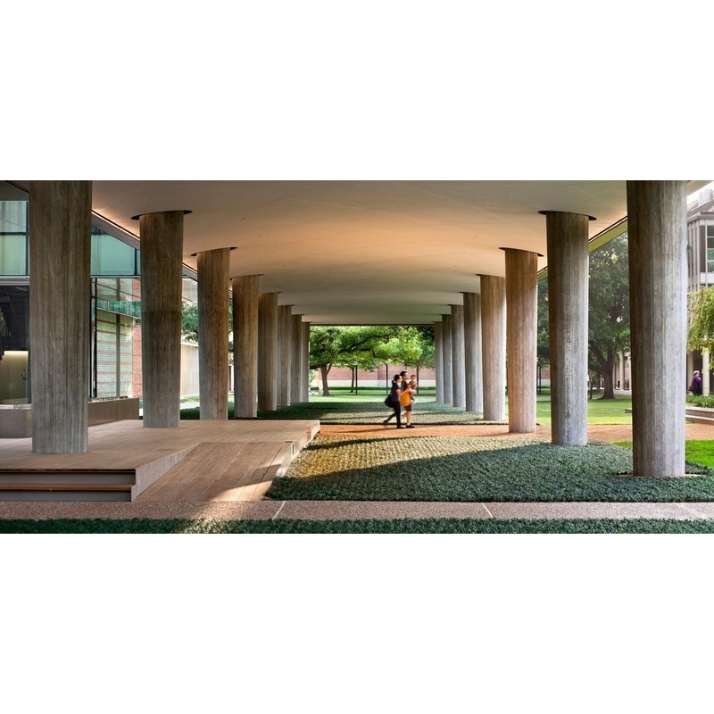 Dwarf Mondo Grass - 10 Live Plants - Shade Loving