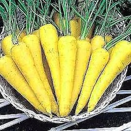 Solar Yellow Carrot 150 Seeds - NEW - Veggie