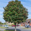 CZ Grain 10 Mountain Ash Seeds for Planting Sorbus Aucuparia
