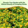 Outsidepride Creeping Zinnia Seeds - 4000 Pcs Annual Flower Seeds