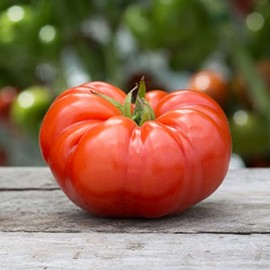 Tomato Seeds - Beefsteak - 1/4 Pound - Vegetable Seeds, Heirloom Seed, Open Pollinated Seed Easy to Grow & Maintain, Fast Growing, Culinary