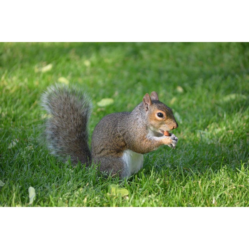 Wakefield Virginia Peanuts Animal Grade Raw Wildlife Peanuts, 20 LBS