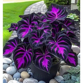 800 Rare Hosta Flower Seeds for Perennial Shade Garden Ornamental Foliage for Landscaping
