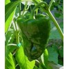 Pepper Hot Poblano Ancho Great Heirloom Vegetable by Seed Kingdom