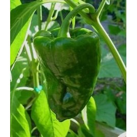 Pepper Hot Poblano Ancho Great Heirloom Vegetable by Seed Kingdom 100 Seeds