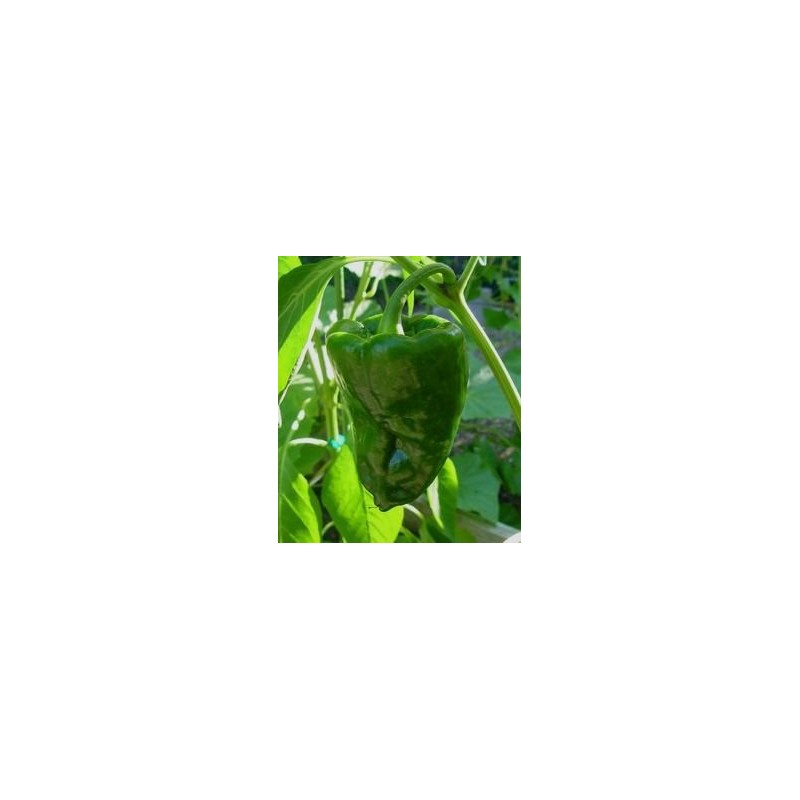 Pepper Hot Poblano Ancho Great Heirloom Vegetable by Seed Kingdom
