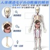 Human Body Model Toy, Full Body Transparent, Human Blood Vessel