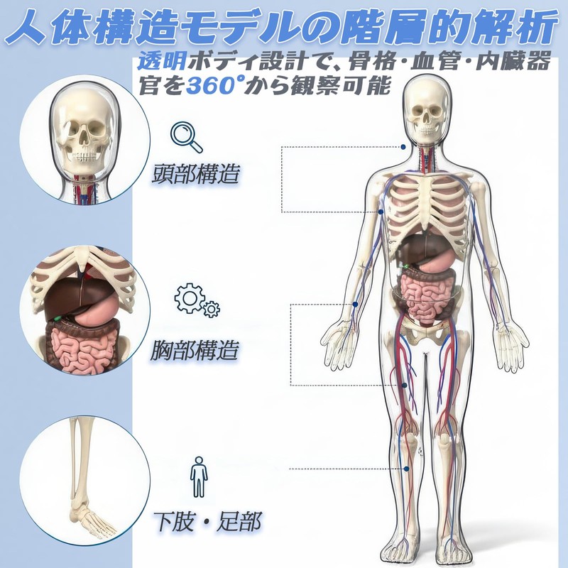 Human Body Model Toy, Full Body Transparent, Human Blood Vessel