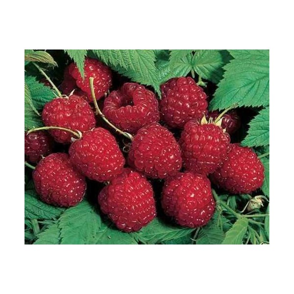 2 Nova Red Raspberry Plants -Super Sweet (2 Lrg 2 Yrs Bare Root Canes) Zone 3-9